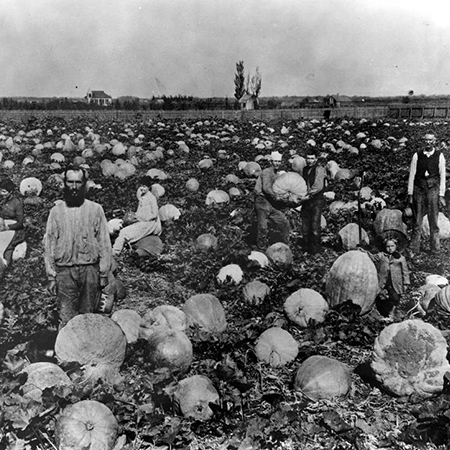 Men in a field of pumpkins, sometimes called 'Lankershim oranges' at that time, in Lankershim, 1915