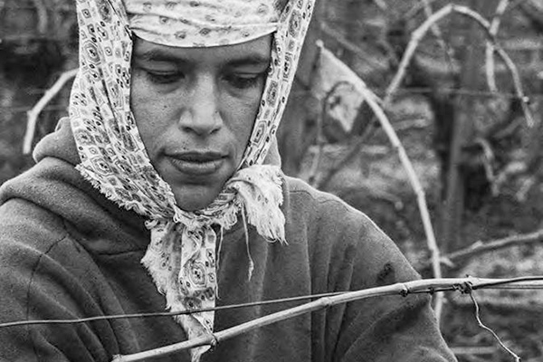 Farmworker ties canes to wires during the winter season. California, 1967. Photograph by Emmon Clarke.