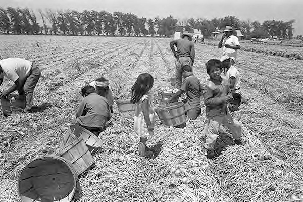Farmworkers picking onions, San Jose, ca. 1966