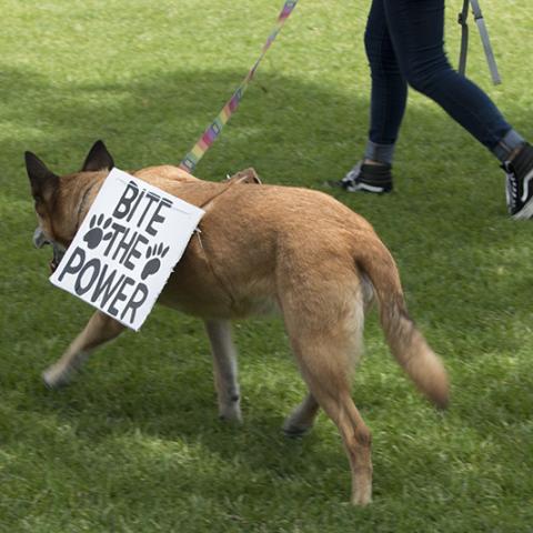 Dog wearing a sign: BITE THE POWER