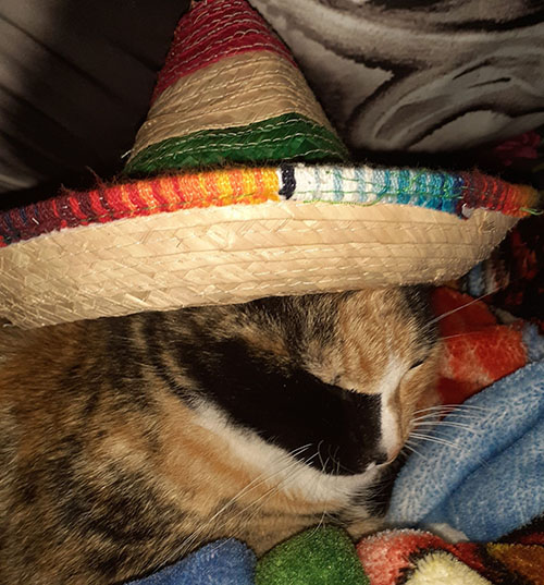 calico cat in a Mexican Sombrero while sleeping